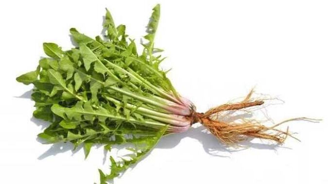 Dandelion roots in NEOflorax