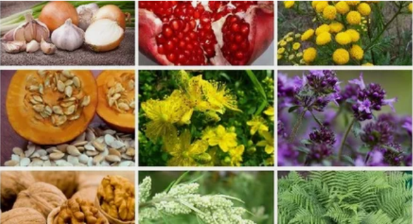 Treatment of parasites in the human body by folk remedies