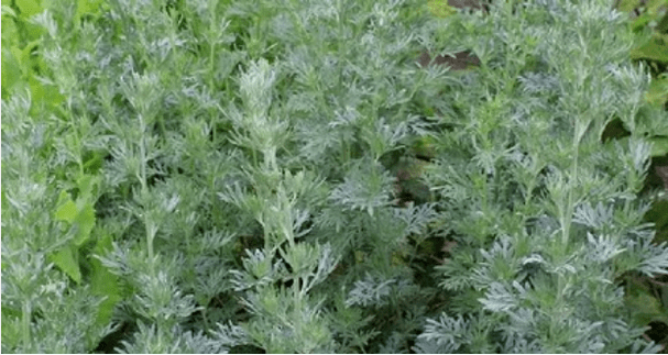 Wormwood from parasites