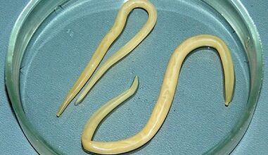 How to perform tests for Ascaria accurately