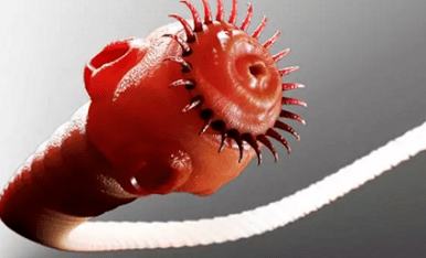 Which parasites can live in the human body