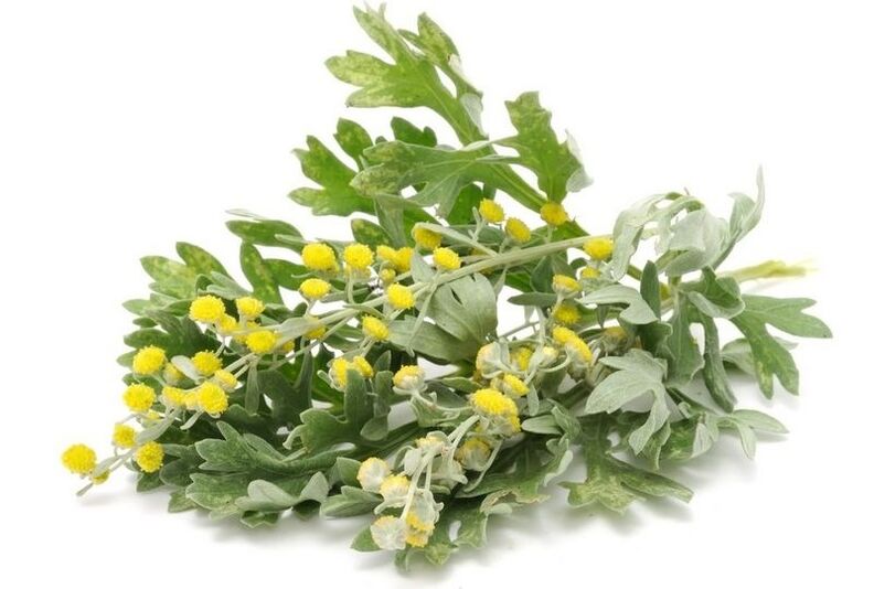 tansy for parasites