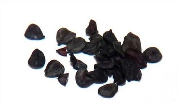 Clove seeds for parasites